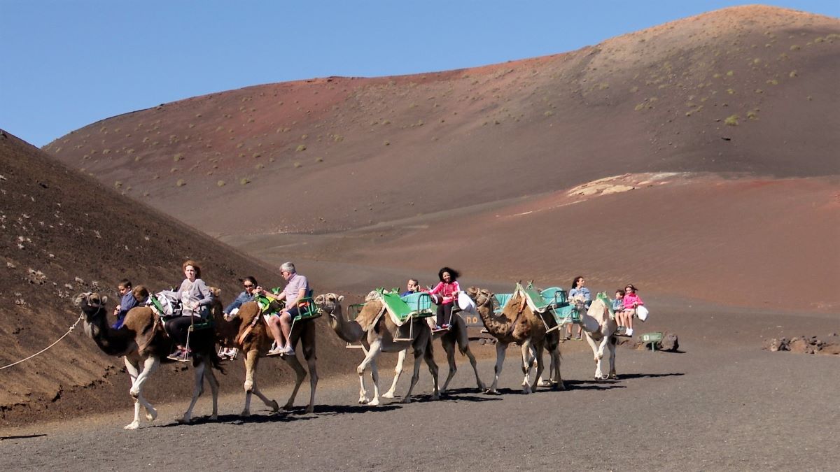 Paseos a camello en Timanfaya.//Ayuntamiento de Yaiza