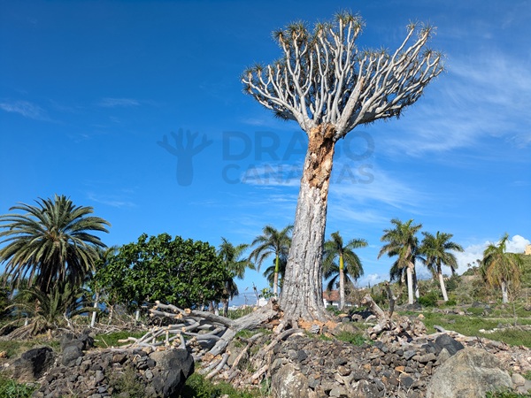 Drago de la Rambla de Mar, en Los Realejos, que recientemente perdió parte de sus ramas.//Drago Canarias
